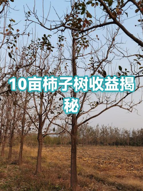 柿子树栽哪里最旺财