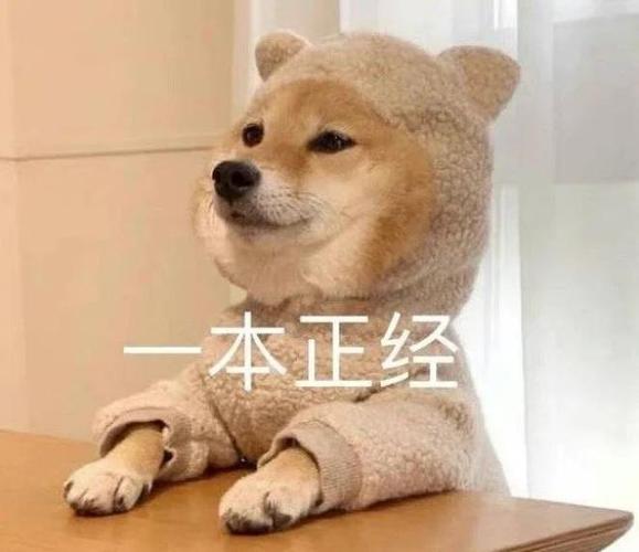 一本正经 表情包