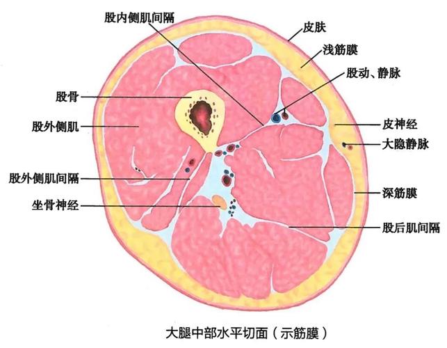 筋膜枪可以玩下面吗