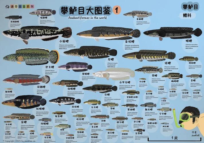 犼的四个等级