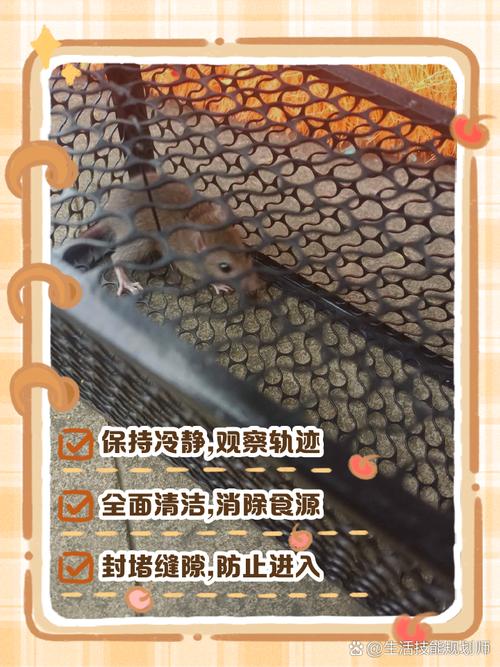 半夜发现老鼠在房间里面怎么办