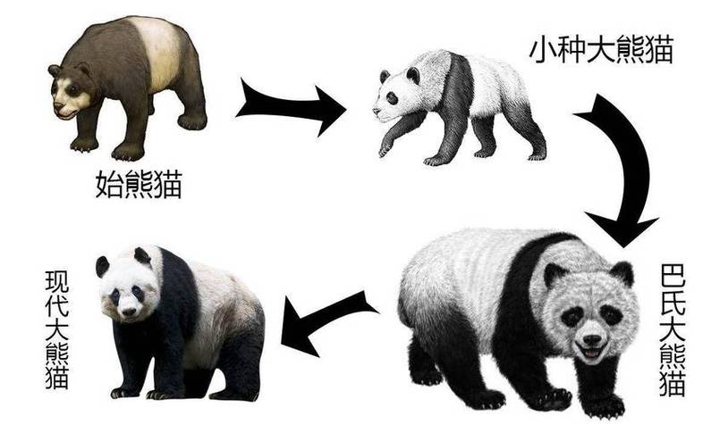 大熊猫以前叫什么