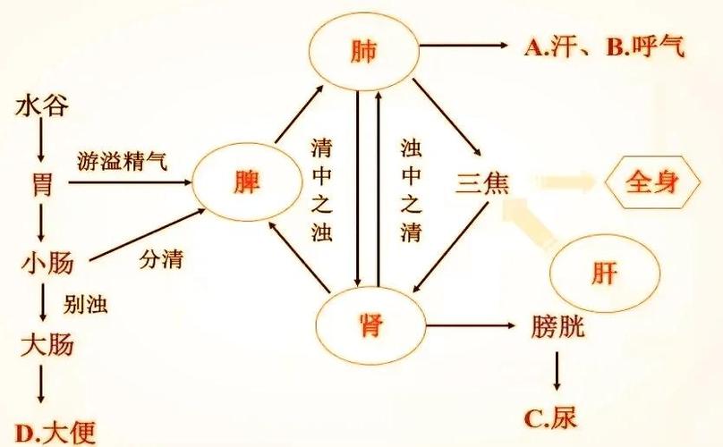 生命之泉保健品