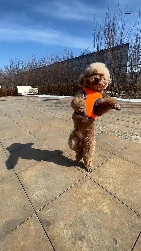 萌狗小视频