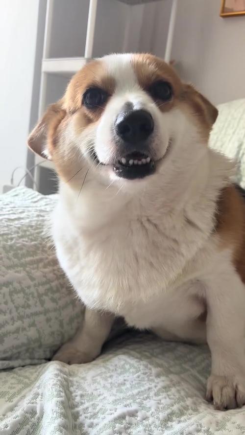 萌狗小视频截图2