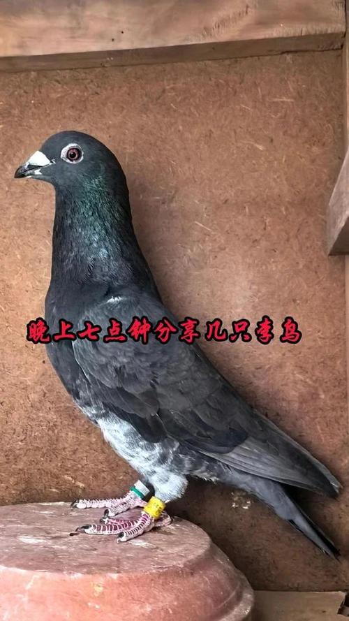黑皮信鸽