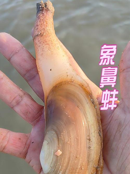 小渔赶海v