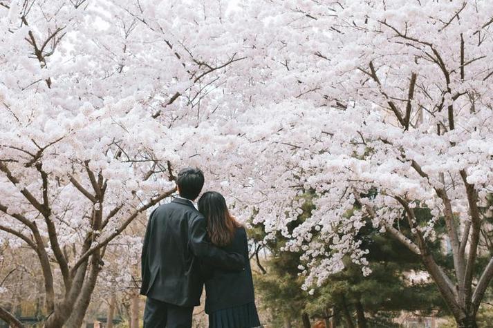 女生送男生樱花什么意思