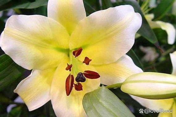 百合花开完了怎么办
