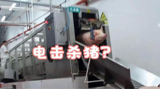 野猪幼崽被电死视频