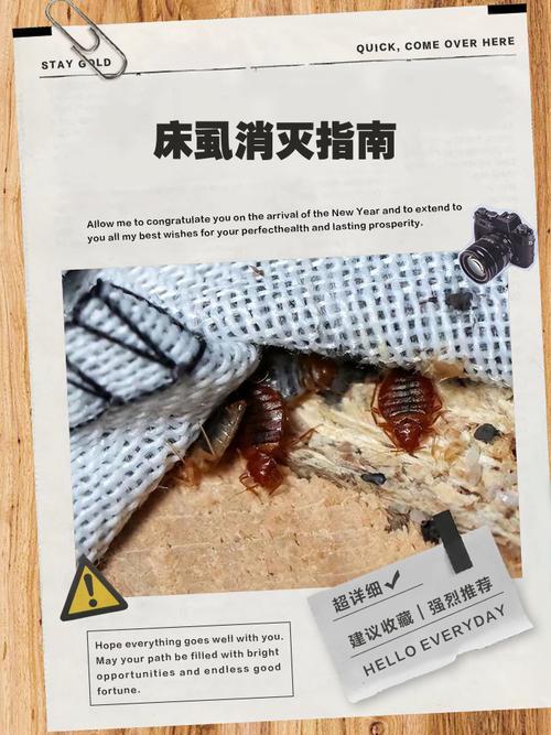 卧室有虫子咬人怎么办