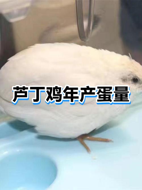 芦丁鸡一年下多少蛋