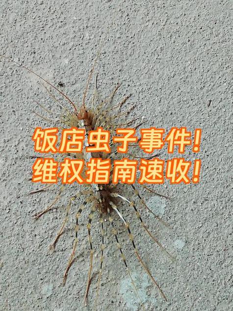 住宾馆有虫子可以有哪些索赔权益
