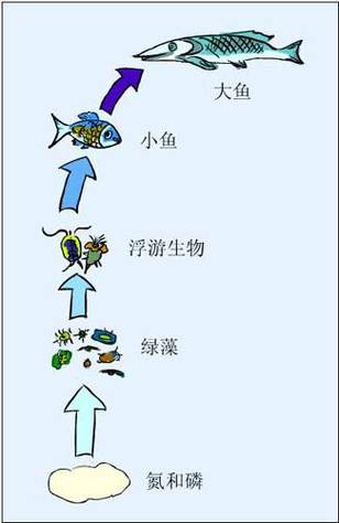 最常见的20个食物链