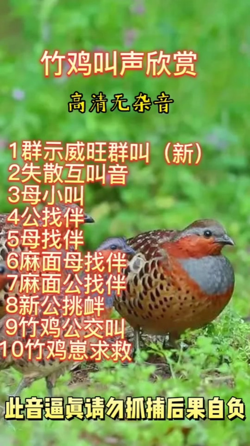 母鸡竹鸡单叫声
