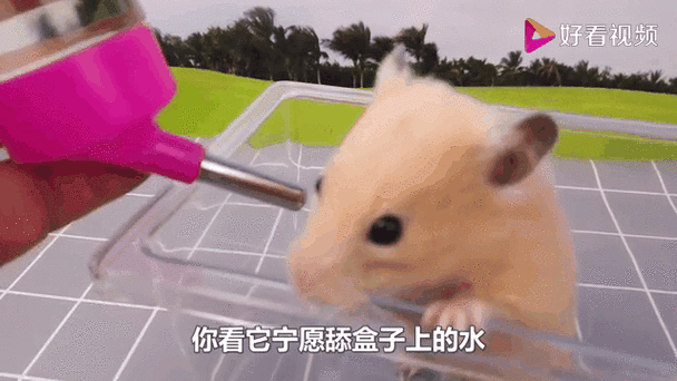 如何给仓鼠喂水
