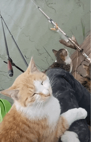 总有一天我要承包鱼塘猫图片