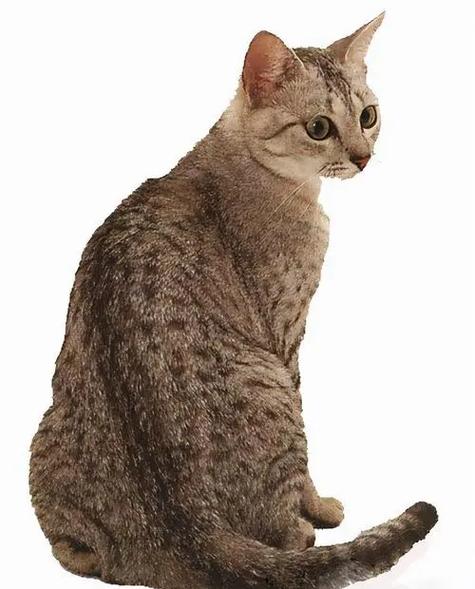 纯种埃及猫多少钱一只
