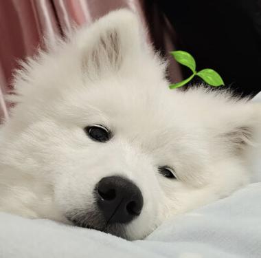 萨摩耶哈罗