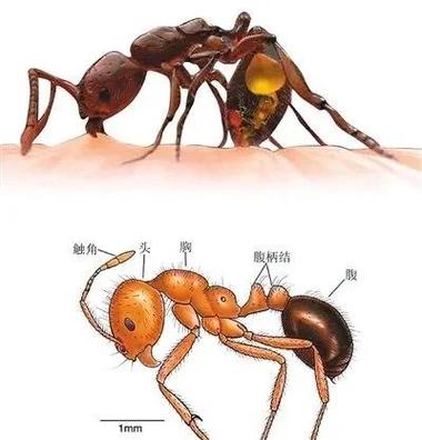 身体招蚂蚁