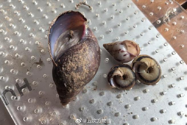 蜗牛休眠了怎么叫醒