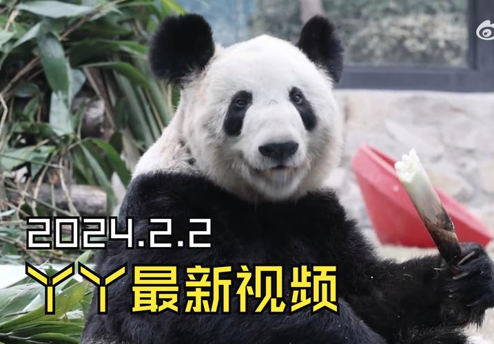 熊猫丫丫的结局