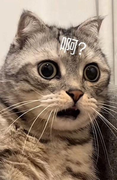 猫惊讶表情包
