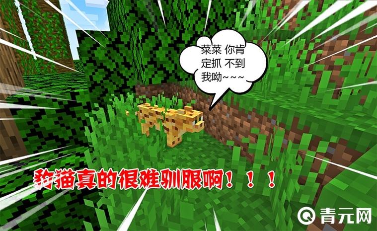 mc豹猫怎么驯化