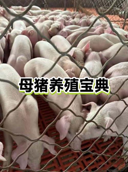 养殖业国家扶持的项目有哪些