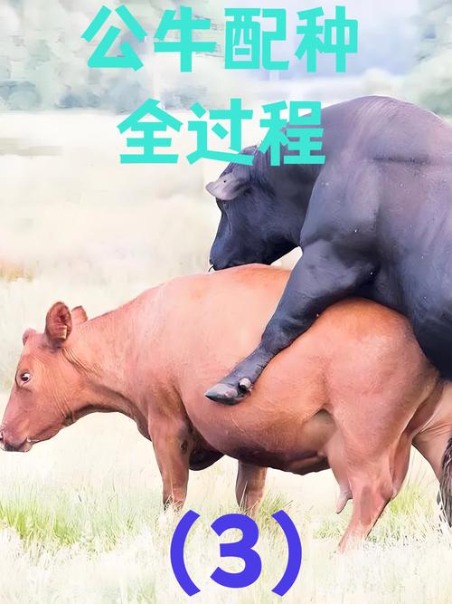 闪牛配