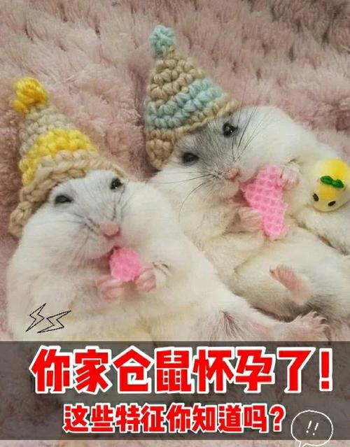 仓鼠几岁会怀孕