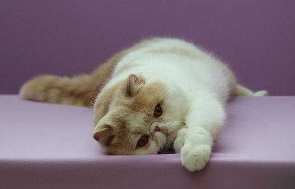 猫咪呕吐白色泡沫截图3