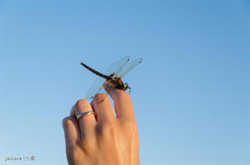 蜻蜓可以用手抓吗