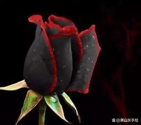 黑色玫瑰今天维护吗