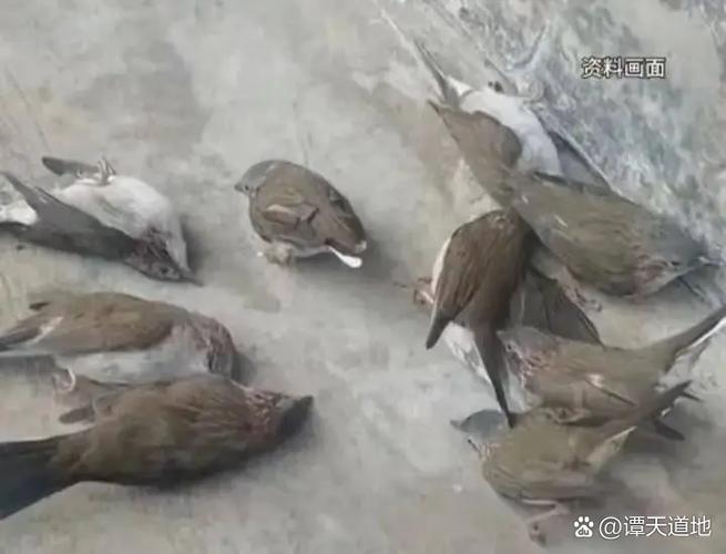 一个地方突然出现很多鸟