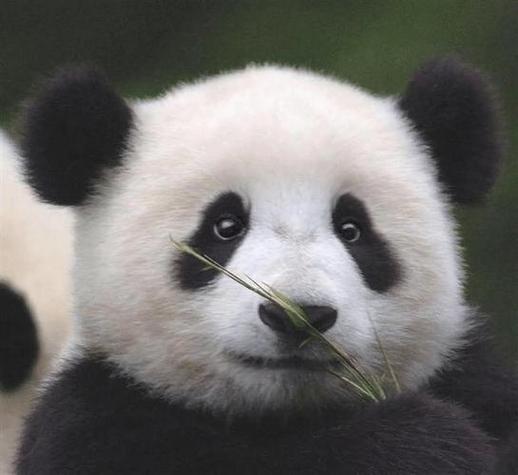熊猫的黑眼圈怎么来的
