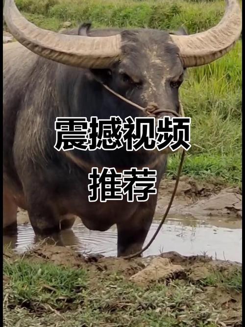 快活视频app官网下载安装ios截图2