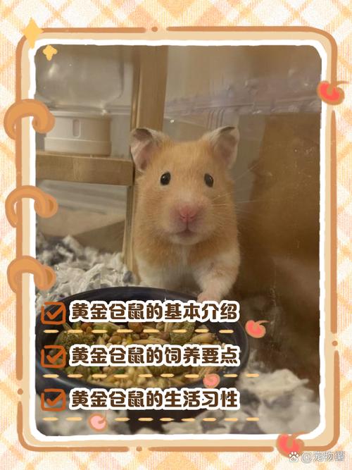 B站金仓鼠怎么提现