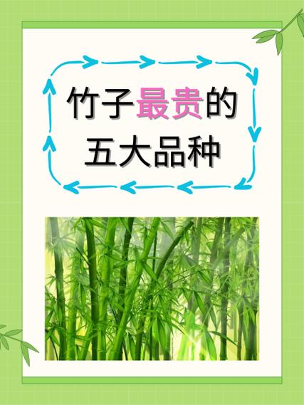 竹子品种名字大全图片