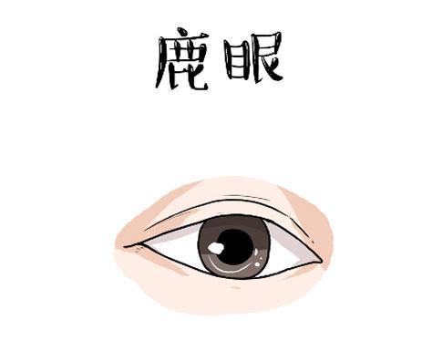 小鹿眼是什么样子的