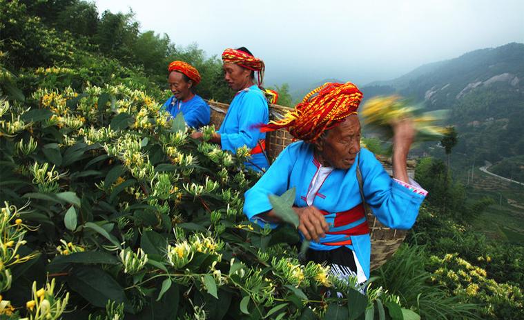 金银花是什么季节
