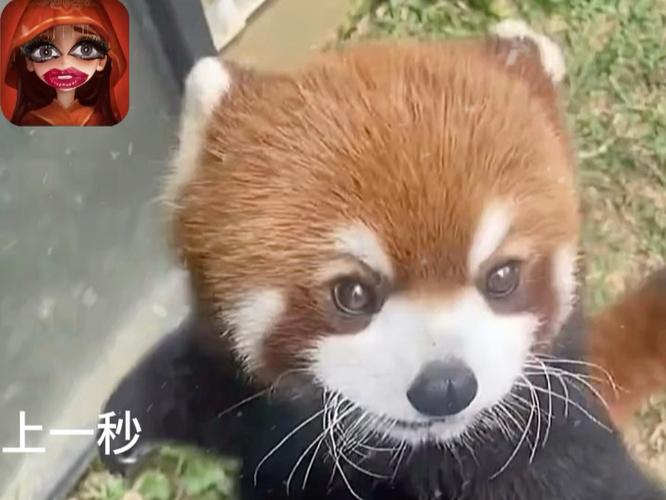 超自然小熊猫挂直装截图3