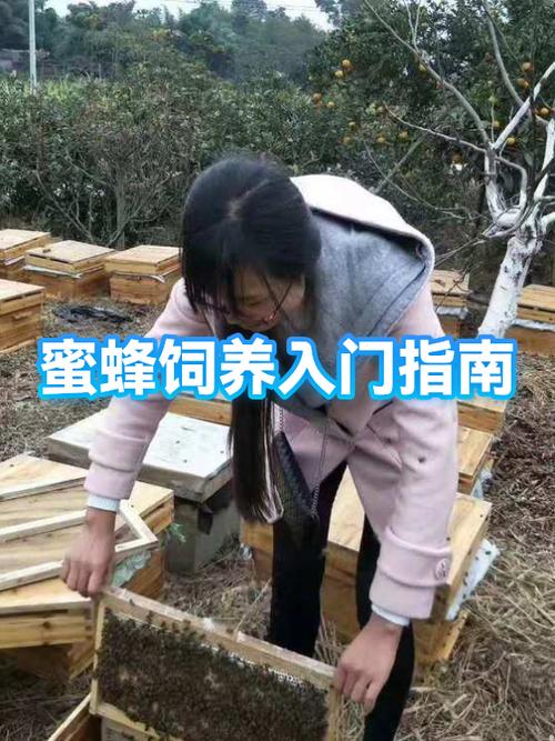 养蜜蜂新手入门教程