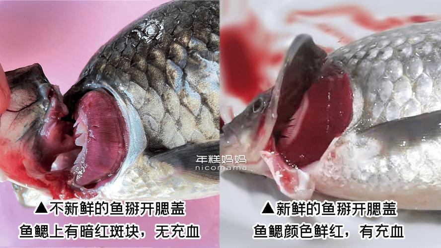 鱼腮下面白色的一块肉