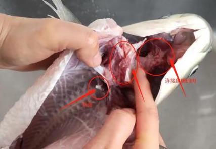 鱼腮下面白色的一块肉截图3