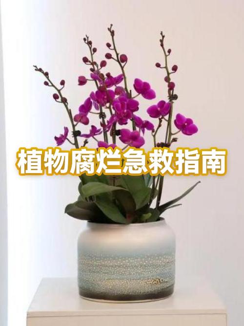 让植物快速腐烂