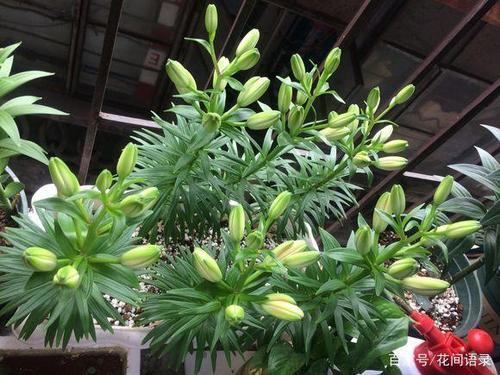 从花店买来的百合花苞不开花