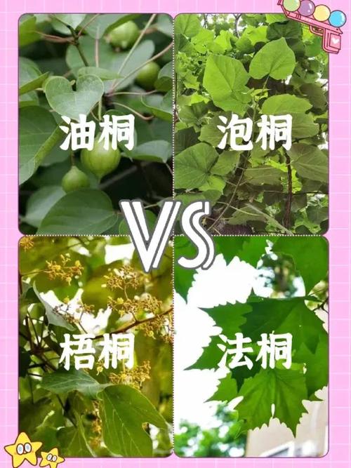 该大家科普一下桐桐