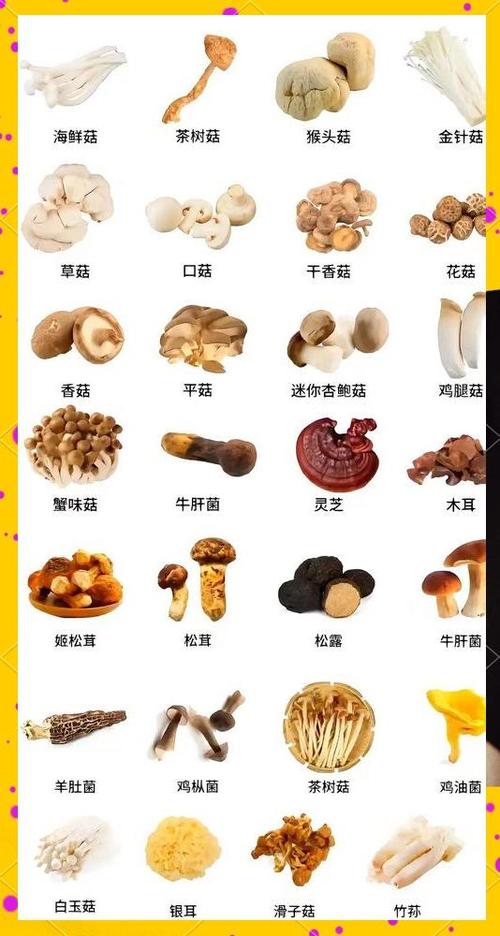 蘑菇为什么叫mushroom