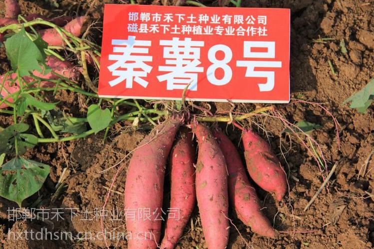 秦薯8号红薯苗价格 秦薯8号红薯苗价格